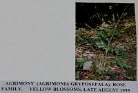 agrimony.gif