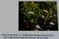 arrowwood.gif