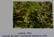 aster.gif