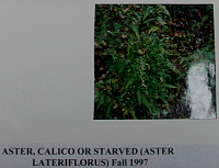 astercalico.gif