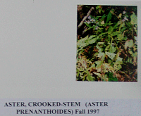 astercrookedstem.gif