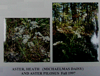 asterheath.gif