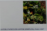asterpanicled.gif