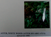 asterwhitewood.gif