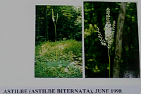 astilbe.gif