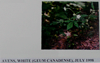 avenswhite.gif