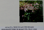 azalea.gif