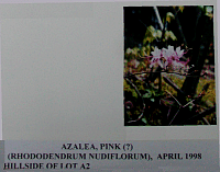 azaleapink.gif