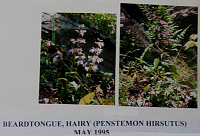 beardtongue.gif