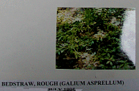 bedstraw.gif
