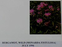 bergamotwild.gif