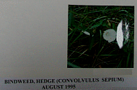 bindweed.gif