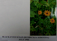 blackeyedsusan.gif
