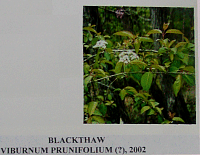 blackthaw.gif