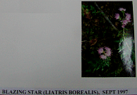 blazingstar.gif