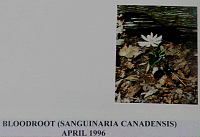 bloodroot.gif