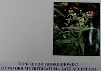boneset.gif