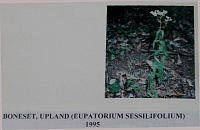 bonesetupland.gif