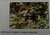 bowmansroot.gif