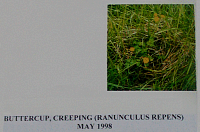 buttercup.gif