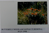 butterflyweed.gif