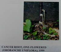 cancerroot.gif