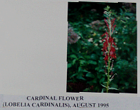 cardinalflower.gif