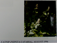 catnip.gif