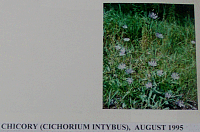 chicory.gif