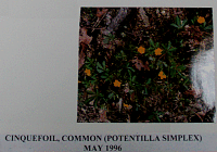 cinquefoil.gif