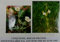 cinquefoilroughfruited.gif