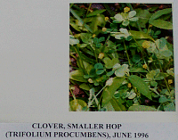 cloversmallerhop.gif