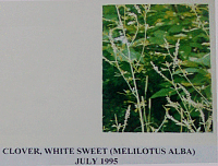 cloverwhite.gif