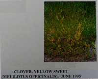 cloveryellow.gif