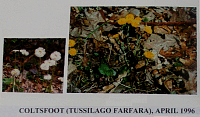 coltsfoot.gif