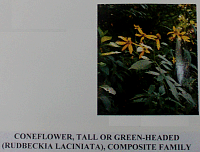 coneflower.gif