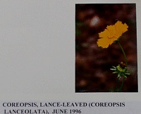 coreopsis.gif