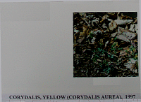 corydalis.gif