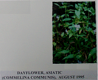 dayflower.gif