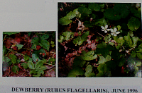 dewberry.gif