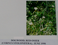 dogwood.gif