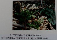 dutchmansbreeches.gif