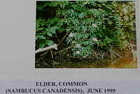 eldercommon.gif