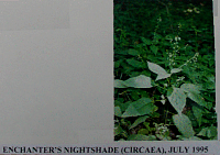 enchantersnightshade.gif