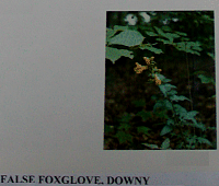 falsefoxglove.gif