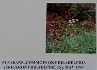 fleabane.gif