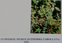 floweringspurge.gif