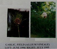 garlicfield.gif