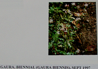 gaura.gif