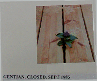 gentian.gif